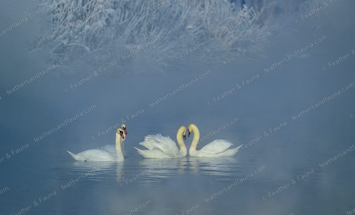 Two Mute Swans with necks in a heart shape, a third calling, on misty blue water.