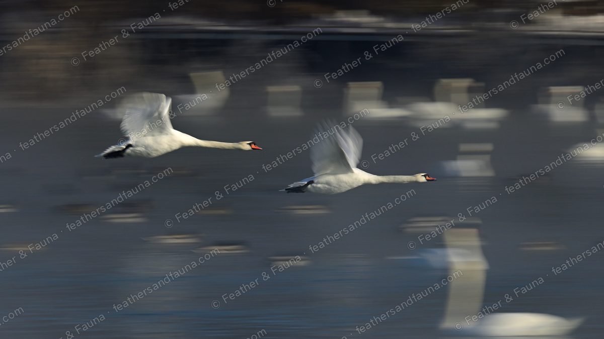 Two Mute Swans in blurred flight low over reflective water.