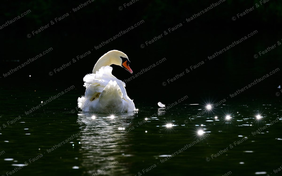 Backlit Mute Swan with arched wings on dark water dotted with sparkles of light.
