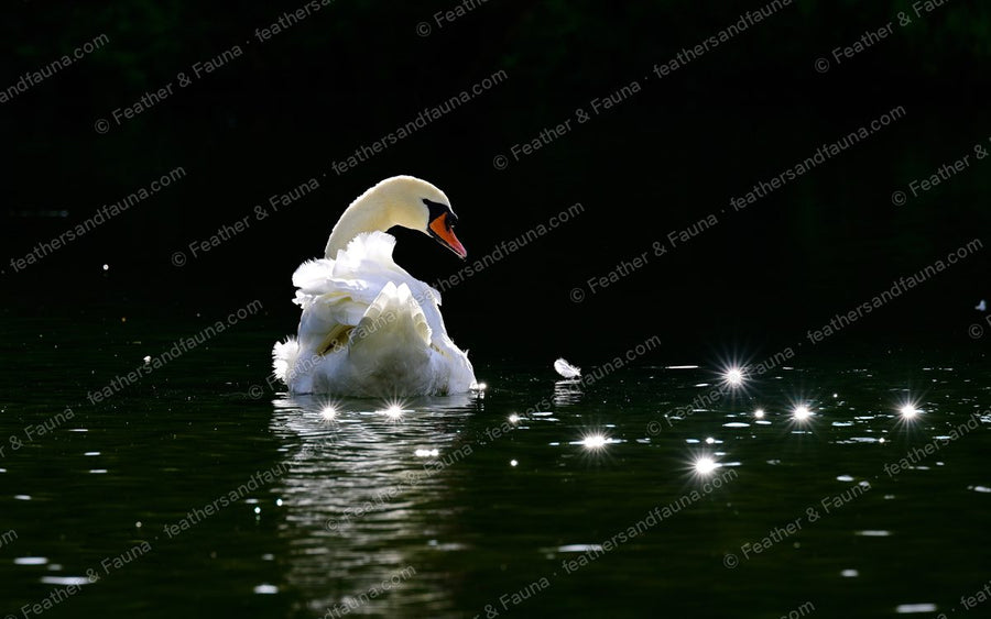 Backlit Mute Swan with arched wings on dark water dotted with sparkles of light.