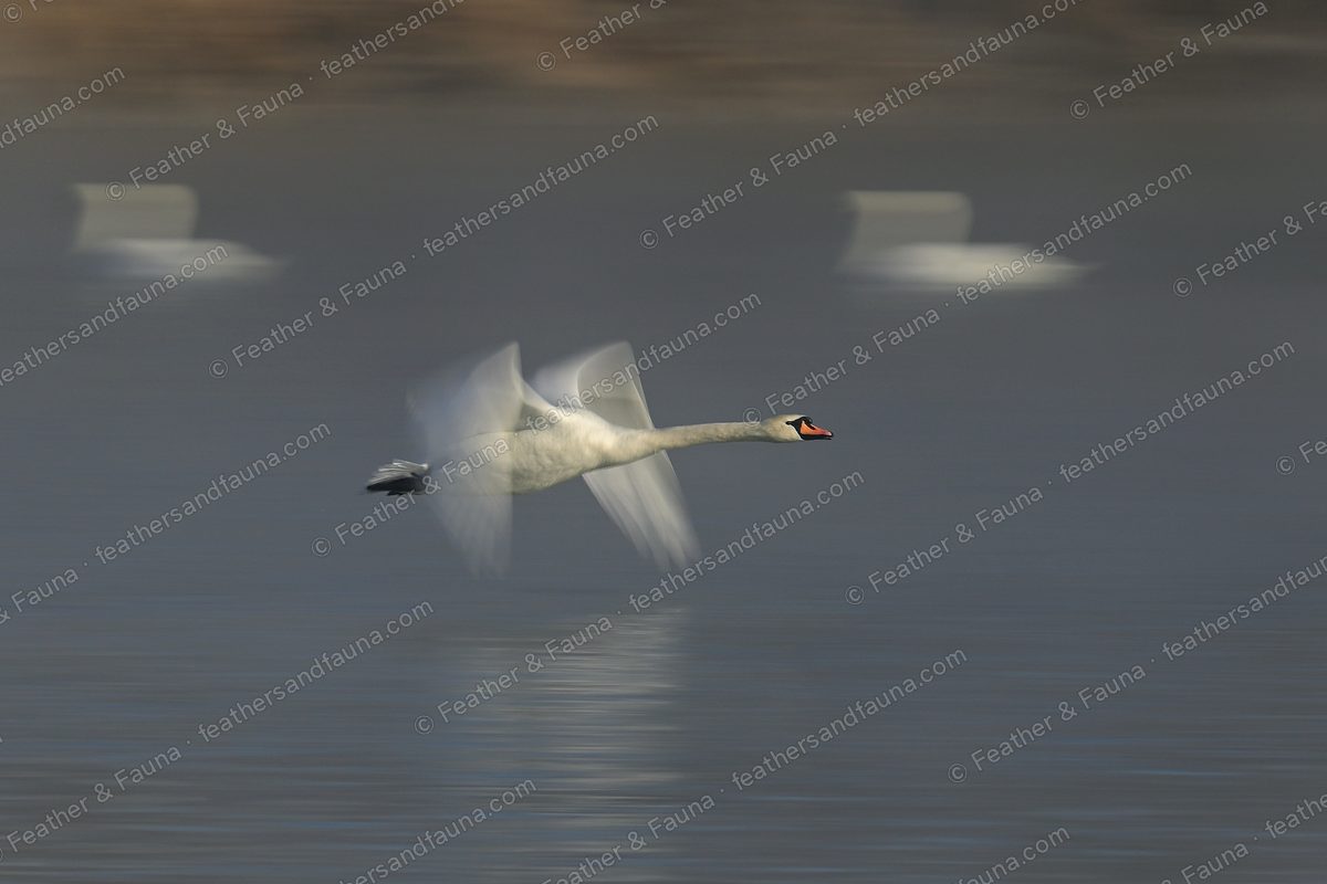 Mute Swan in blurred flight low over water, orange bill sharp.