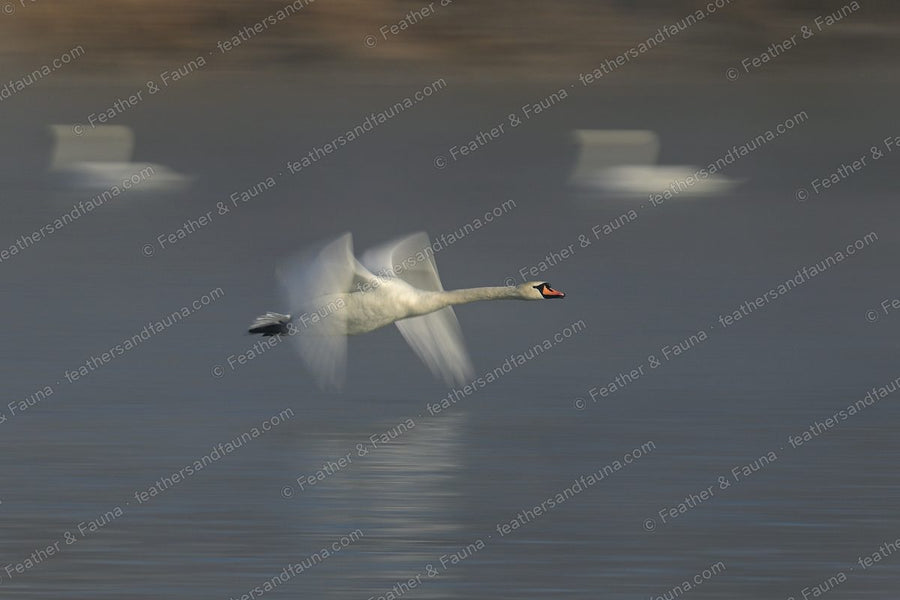 Mute Swan in blurred flight low over water, orange bill sharp.