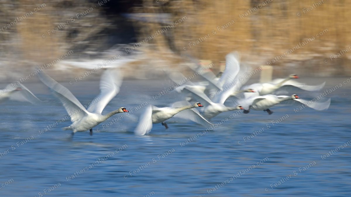 Flock of Mute Swans taking off from water, wings blurred, orange bills sharp.