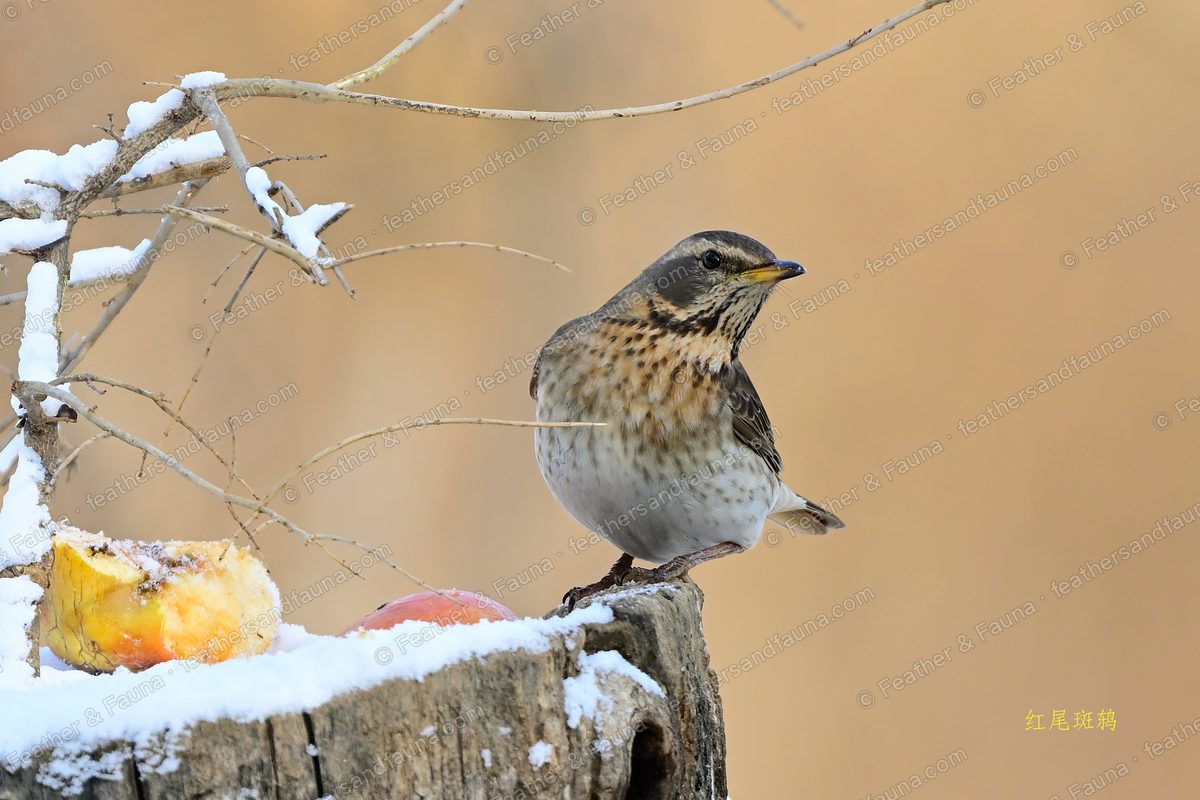 Naumann's Thrush with a rufous spotted breast on a snowy stump with apples.