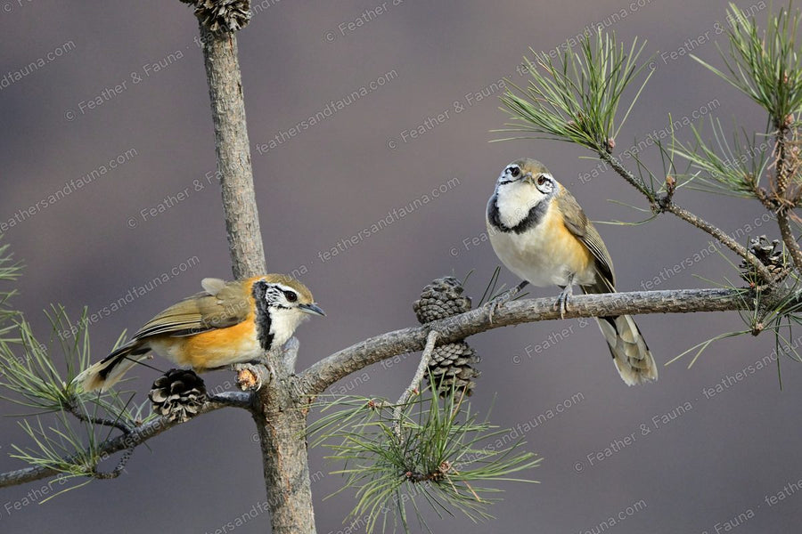 Two buff laughingthrushes with white eye-rings and dark collars among pine cones.