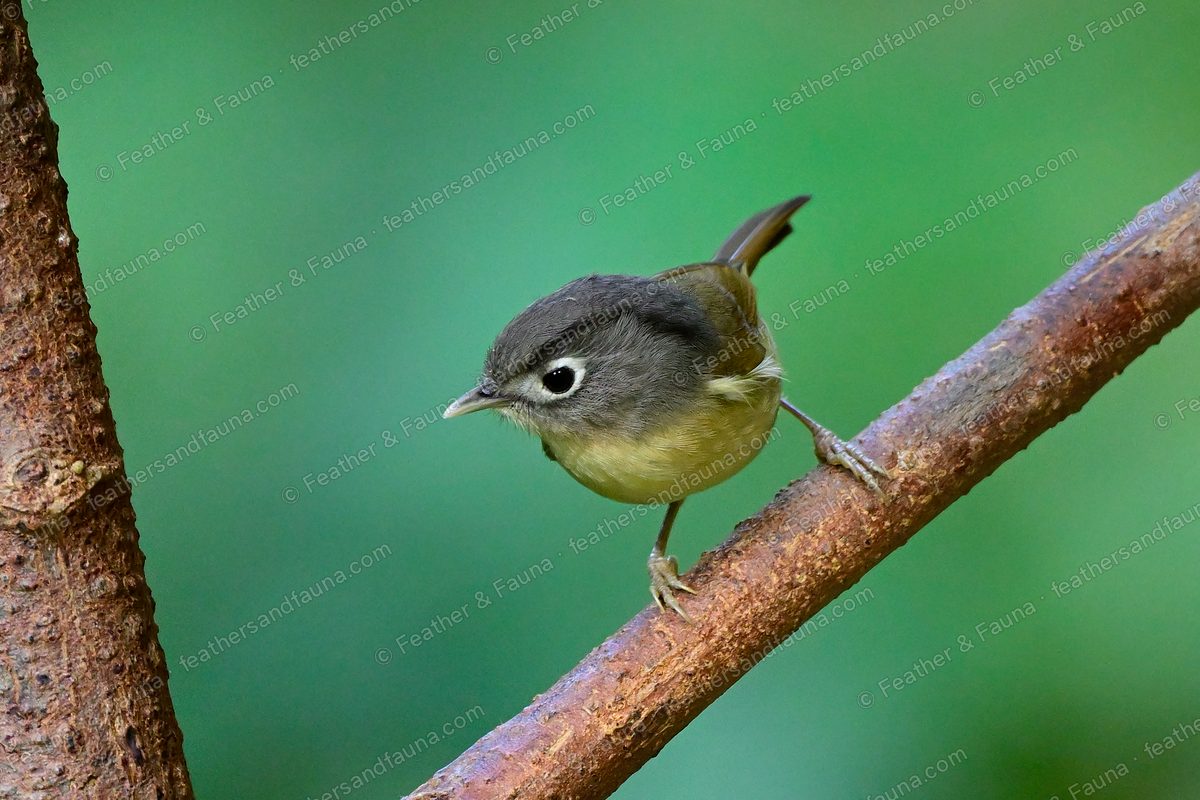 Nepal Fulvetta with a grey head and bold white eye-ring on a branch, tail cocked.