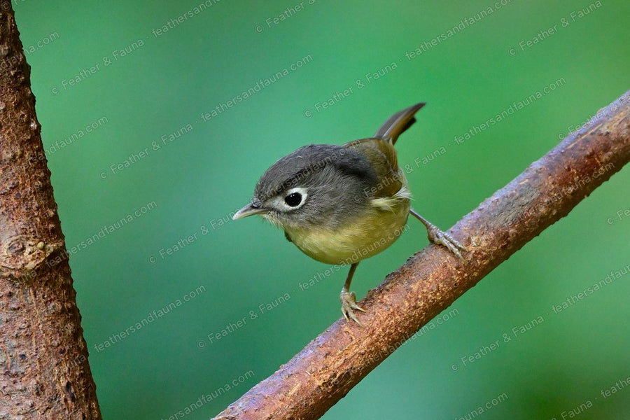 Nepal Fulvetta with a grey head and bold white eye-ring on a branch, tail cocked.