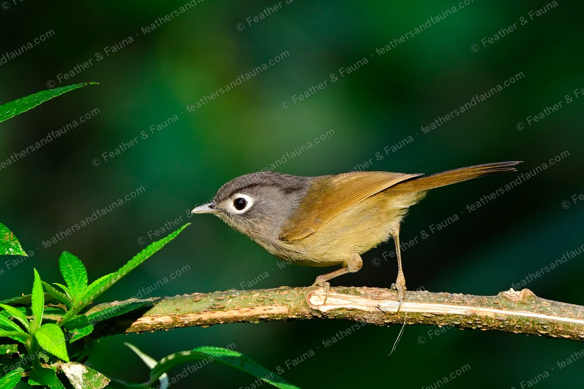 Nepal Fulvetta with a grey head and bold white eye-ring on a diagonal branch.