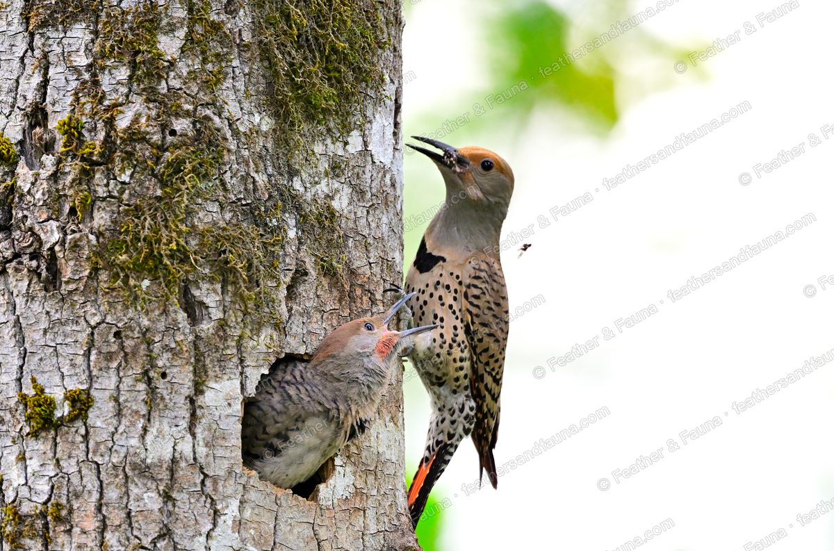 Northern Flicker at a nest hole in a trunk, a nestling reaching out to be fed.