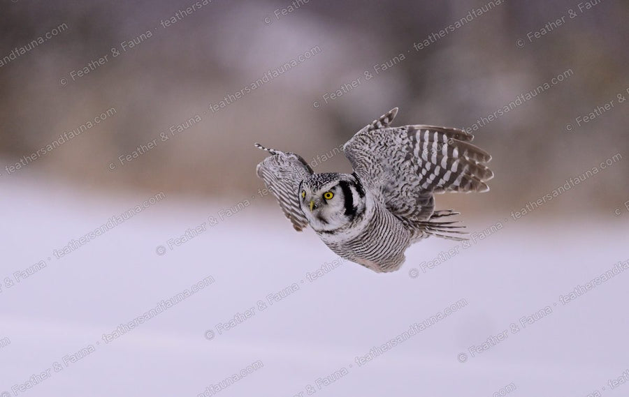 Northern Hawk-Owl in flight over snow with a long barred tail and yellow eyes forward.