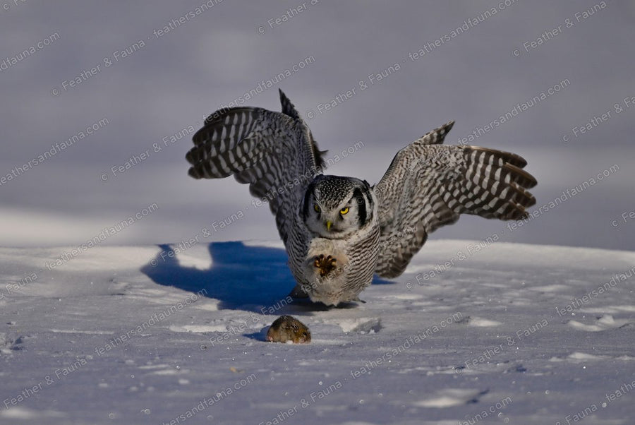 Northern Hawk-Owl swooping on a vole in the snow, wings raised, talons forward.