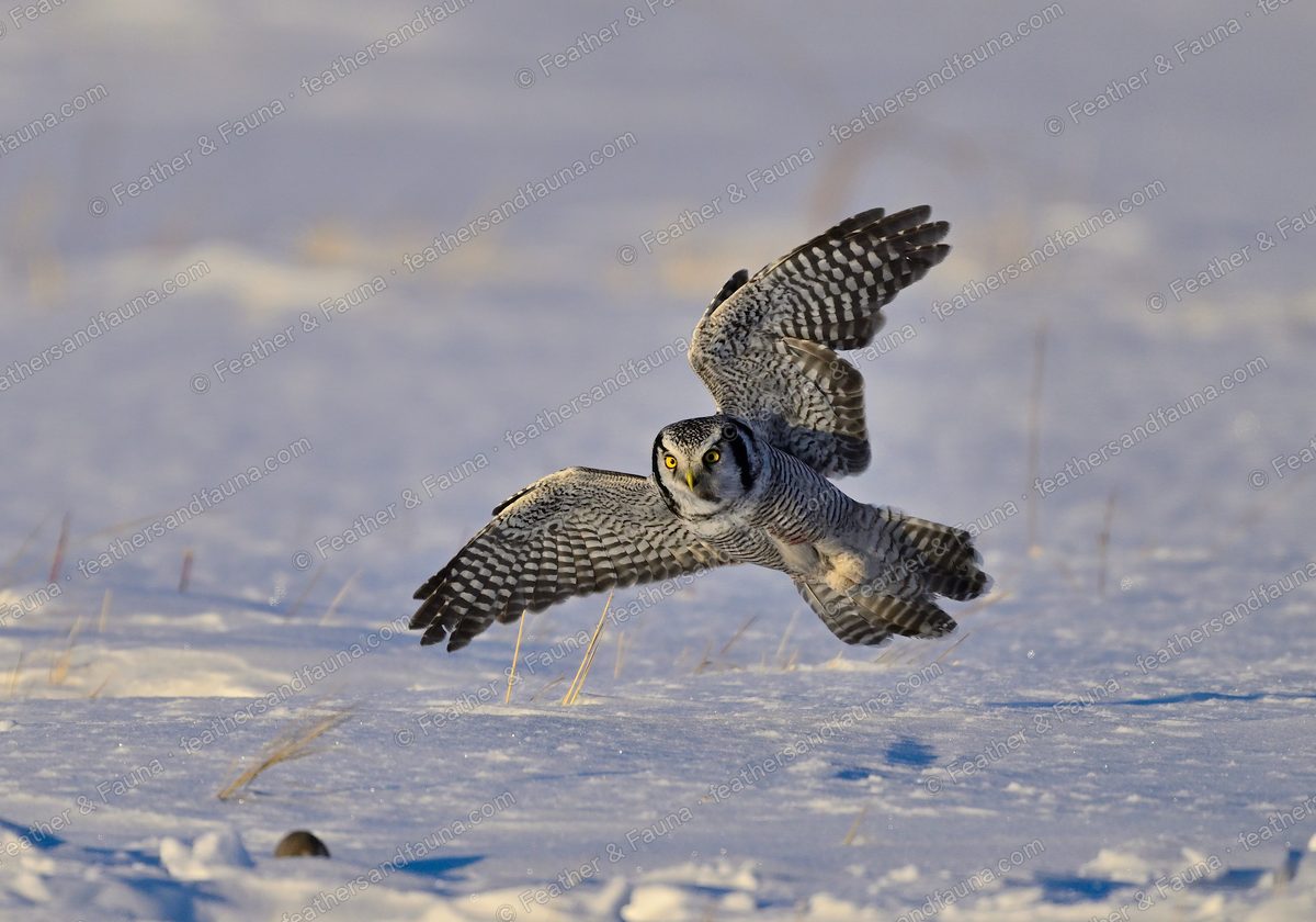 Northern Hawk-Owl flying head-on low over snow at sunset, long tail fanned.