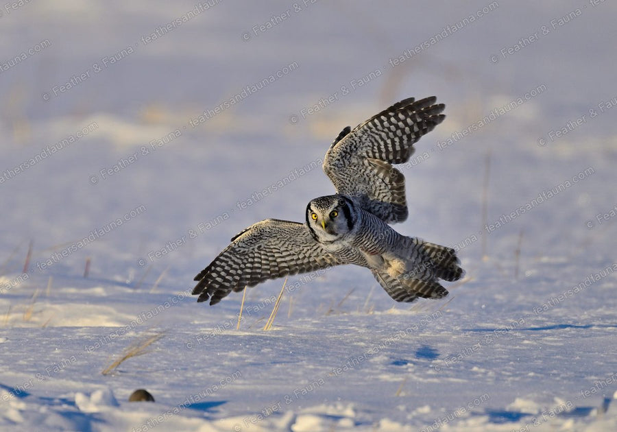 Northern Hawk-Owl flying head-on low over snow at sunset, long tail fanned.