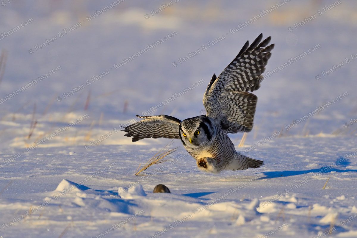 Northern Hawk-Owl swooping head-down on a vole in the snow, wings raised.