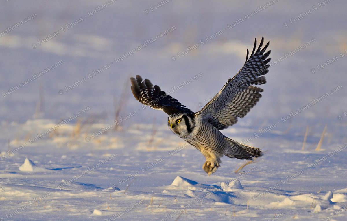 Northern Hawk-Owl flying head-on low over snow with wings raised at sunset.