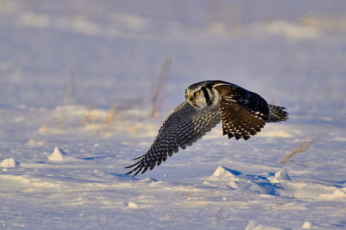 Northern Hawk-Owl banking low over snow with wings spread, warm light.
