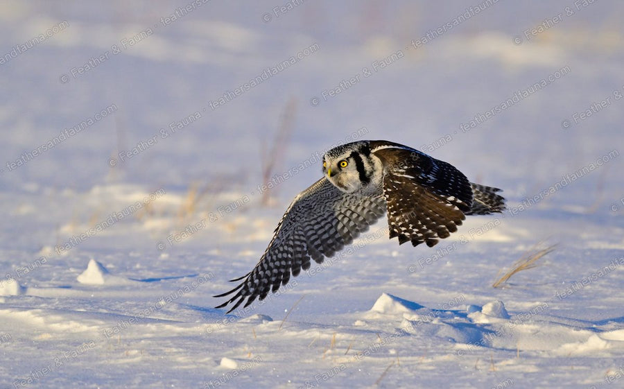 Northern Hawk-Owl banking low over snow with wings spread at sunset.