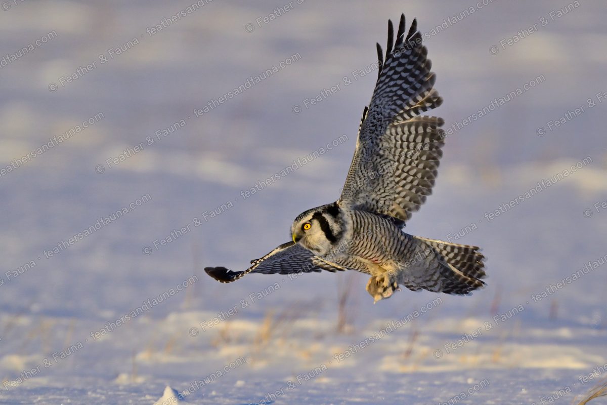 Northern Hawk-Owl banking low over snow with wings raised at sunset.