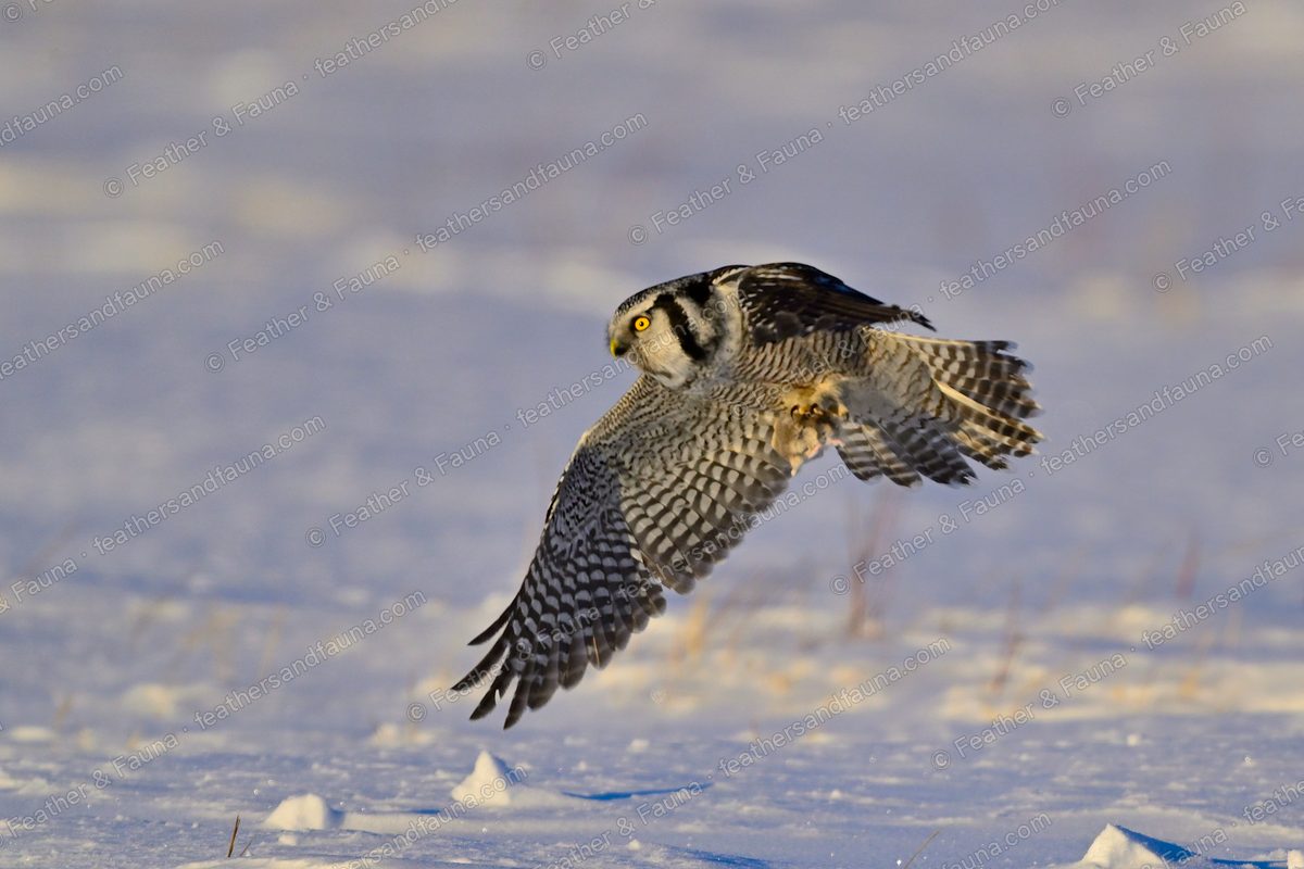 Northern Hawk-Owl dropping low over snow with wings spread, warm sunset light.