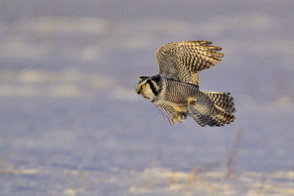 Northern Hawk-Owl dropping low over snow with wings raised, warm light.