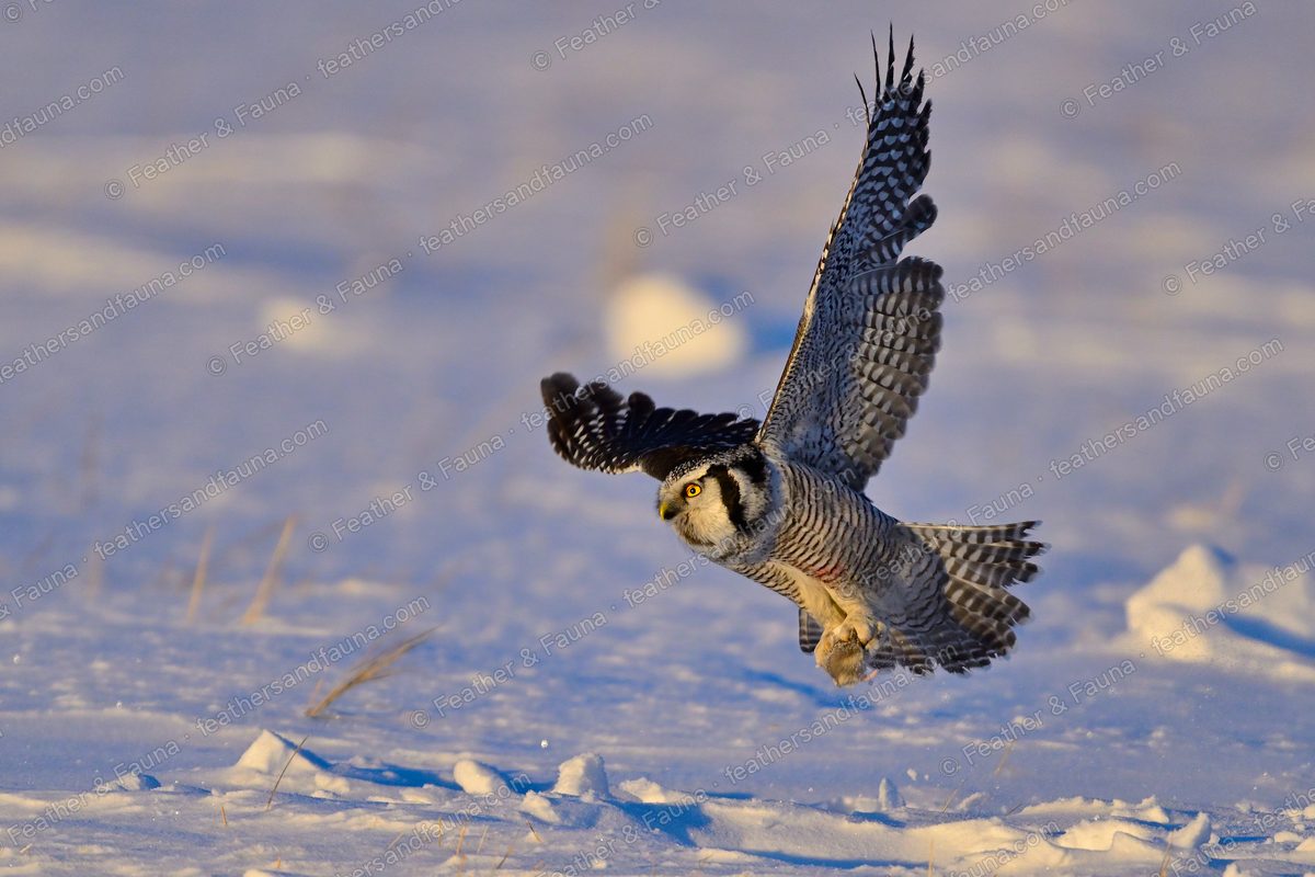 Northern Hawk-Owl dropping head-on toward snow with wings raised at sunset.