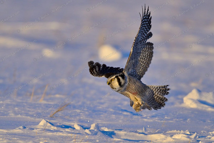 Northern Hawk-Owl dropping head-on toward snow with wings raised at sunset.
