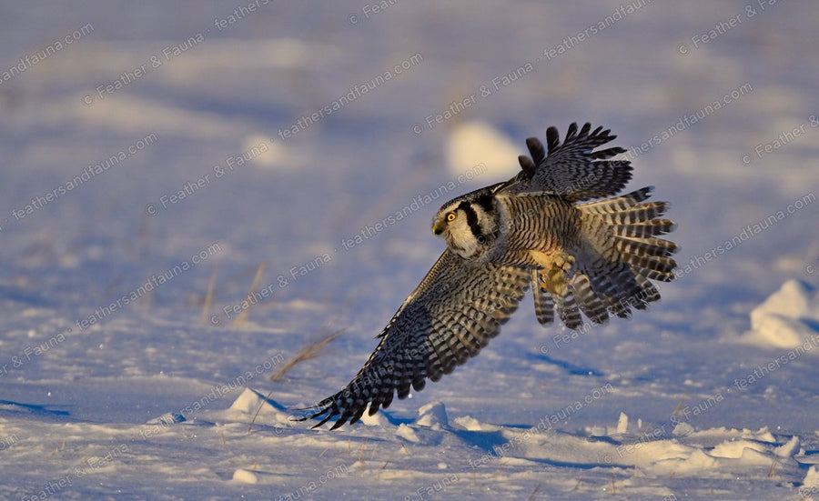Northern Hawk-Owl banking head-on low over snow with wings spread wide.
