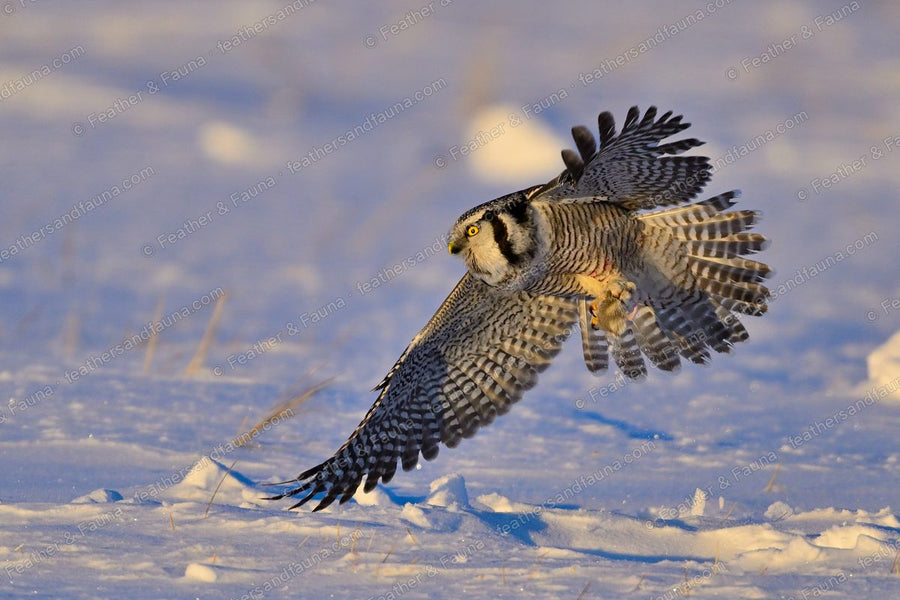 Northern Hawk-Owl flying head-on low over snow with wings swept down and talons showing.