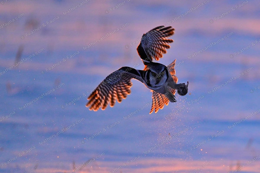 Northern Hawk-Owl striking prey head-on in pink-lit snow, wings raised, spray flying.