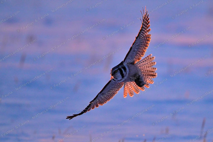 Northern Hawk-Owl banking head-on over pink-lit snow with wings raised.