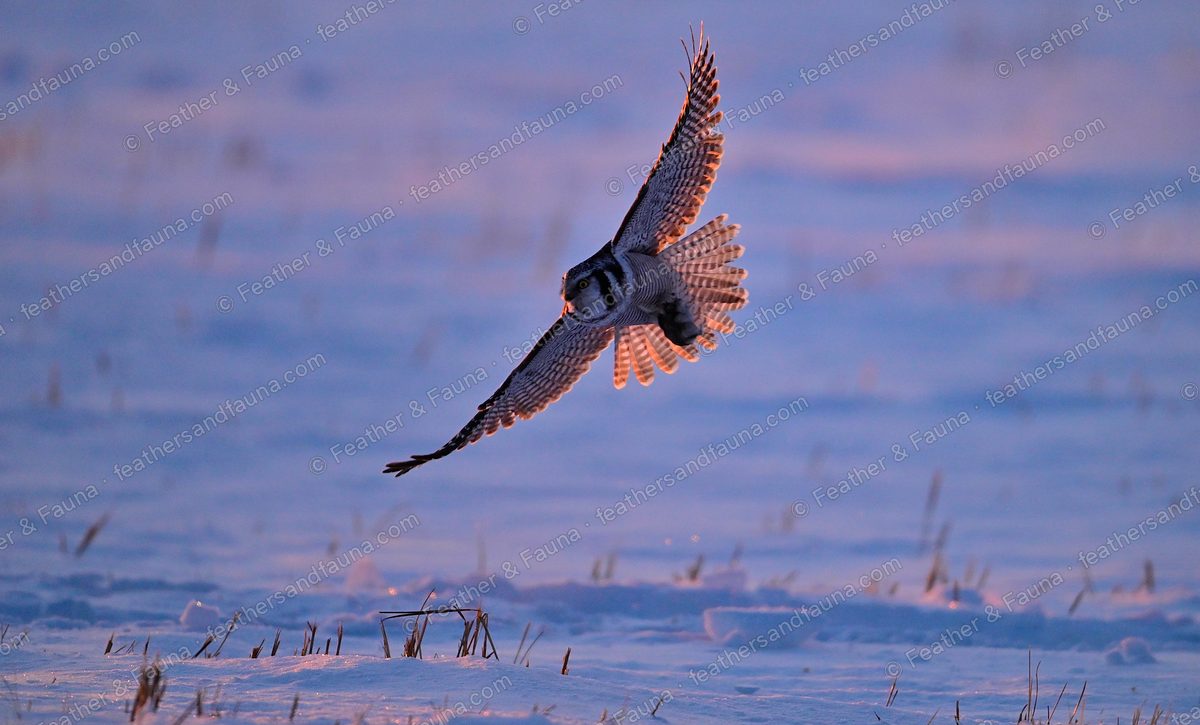 Northern Hawk-Owl diving head-on toward pink-lit snow with wings raised.