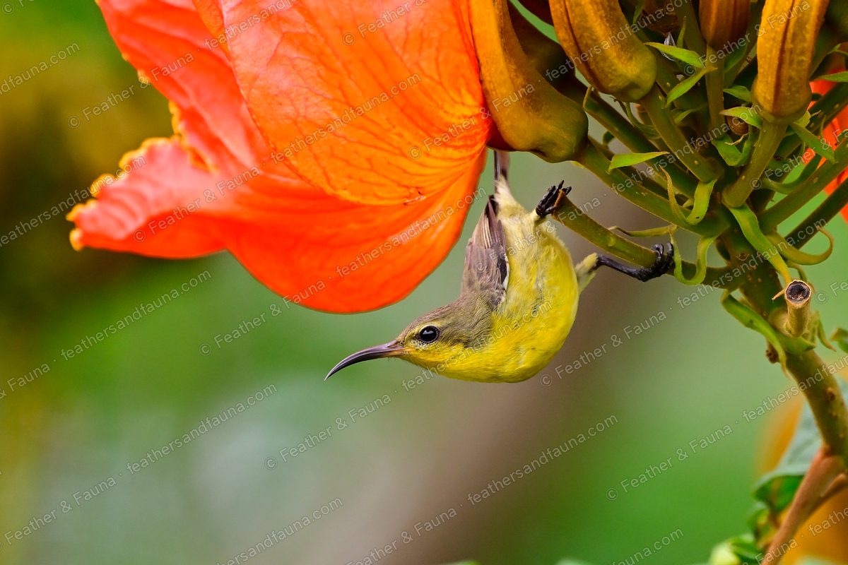 Female Olive-backed Sunbird hanging below a red African tulip flower to feed.