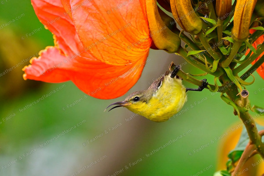 Female Olive-backed Sunbird hanging under a red African tulip flower to feed.
