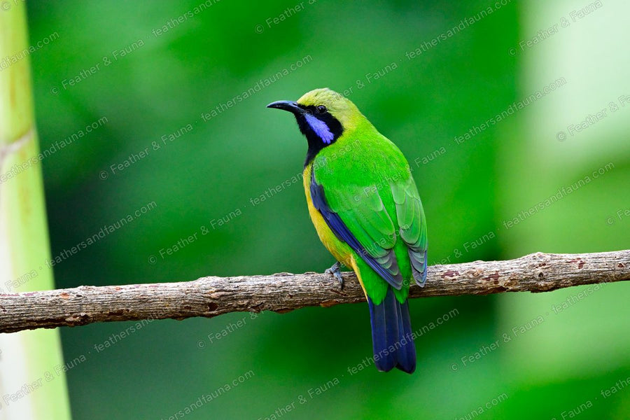 Male Orange-bellied Leafbird, green with a black mask and orange belly, on a bare branch.
