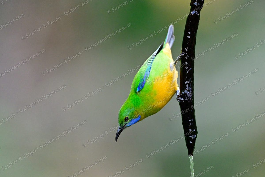 Female Orange-bellied Leafbird hanging head-down from a wet branch, green with a blue moustache.