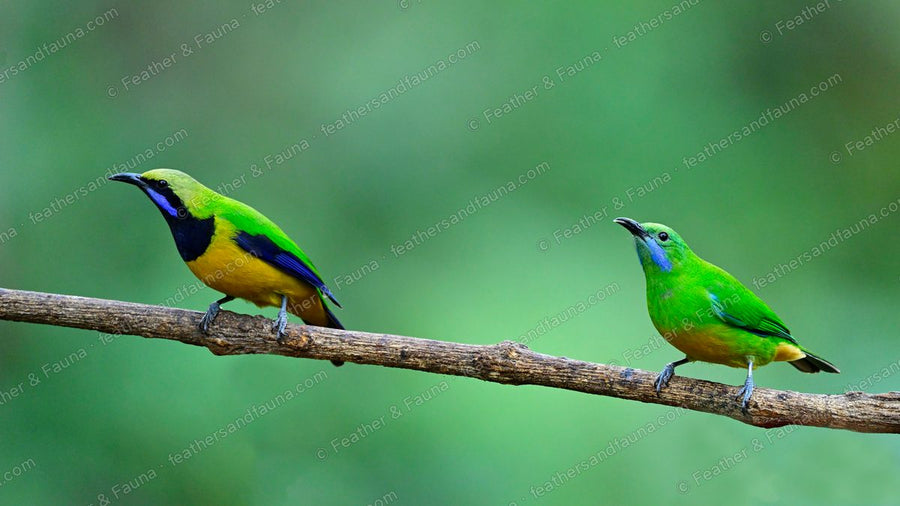A pair of Orange-bellied Leafbirds on a branch, black-masked male and green female.