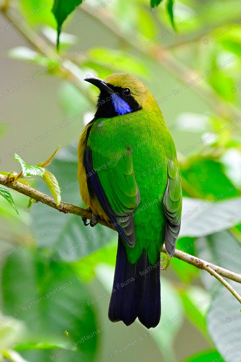 Male Orange-bellied Leafbird from behind on a branch, green back and long blue-violet tail.