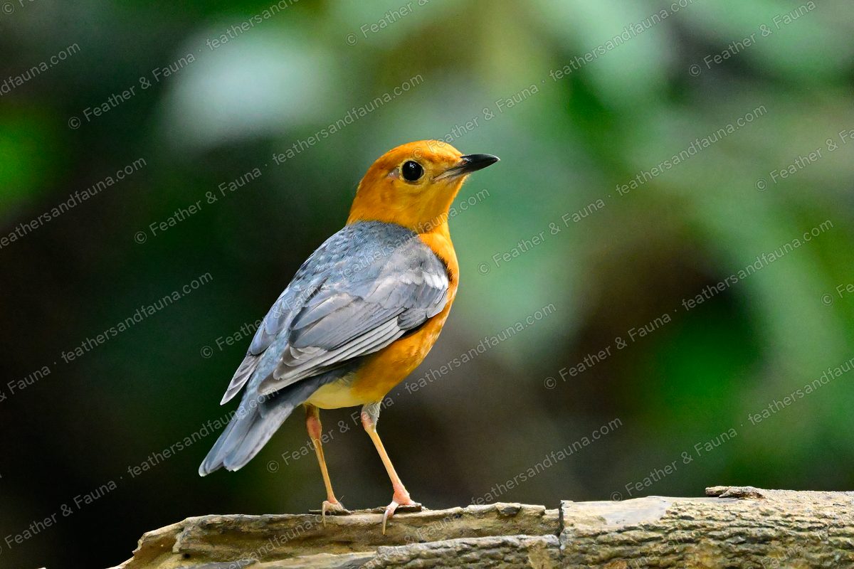 Orange-headed Thrush with orange head and grey back on a pale log in forest shade.