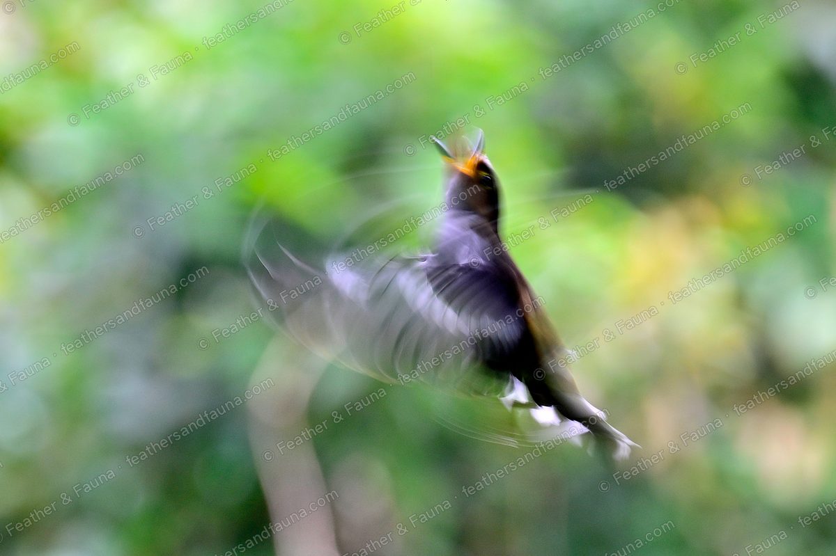 Orange-headed Thrush in flight, wings blurred with motion against green forest.