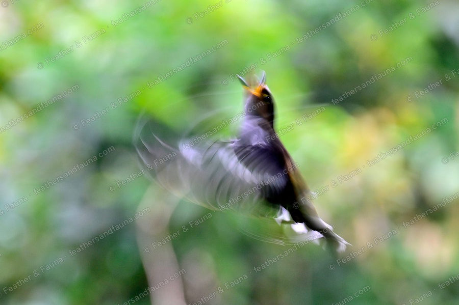Orange-headed Thrush in flight, wings blurred with motion against green forest.