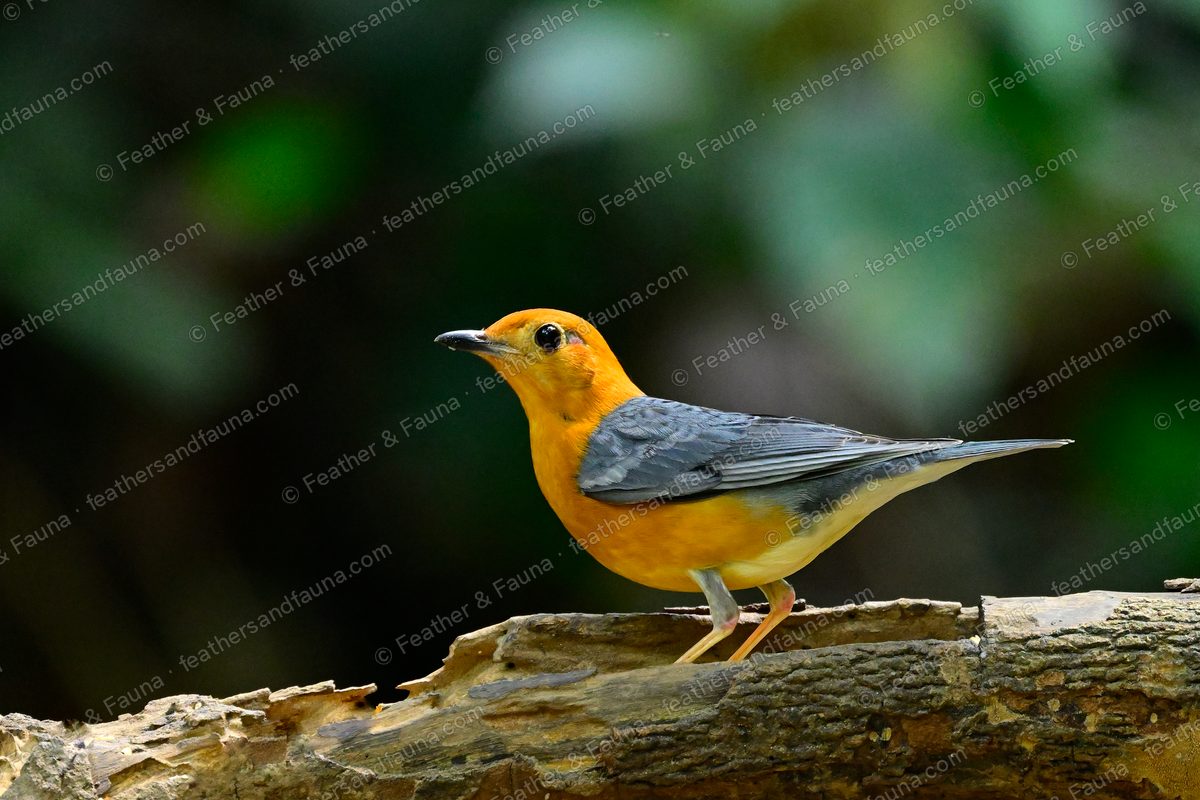 Orange-headed Thrush with orange head and grey back on a fallen log.