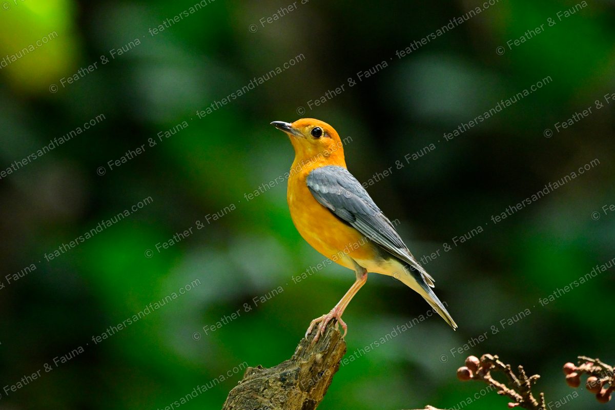 Orange-headed Thrush with an orange head and grey wings on a broken stump.