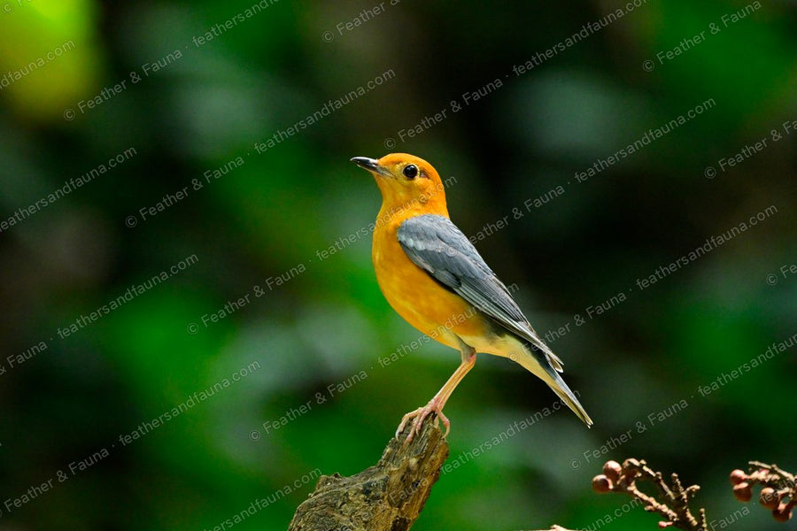 Orange-headed Thrush with an orange head and grey wings on a broken stump.