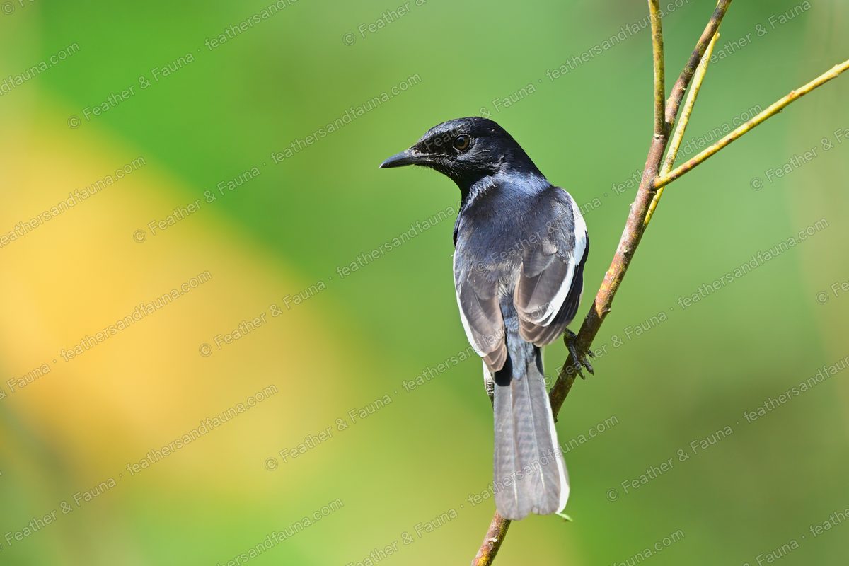 Female Oriental Magpie-Robin with cocked tail and white wing stripe on a twig.