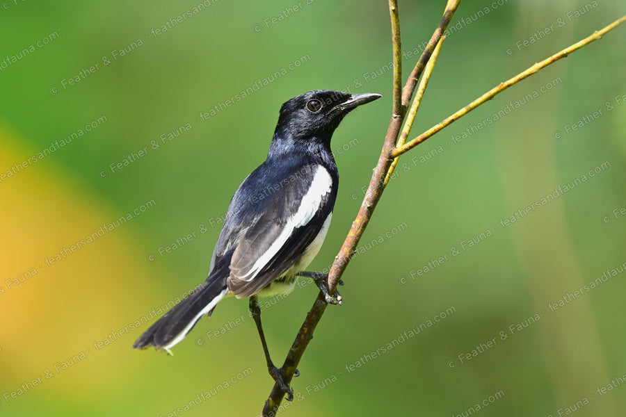 Male Oriental Magpie-Robin, black above and white below, perched on a thin twig.