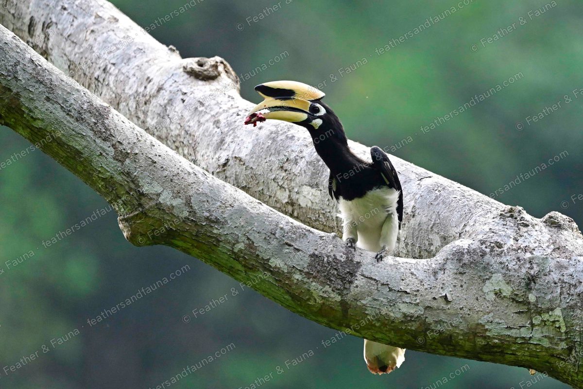 Oriental Pied Hornbill leaning off a branch, ivory bill with a black casque.