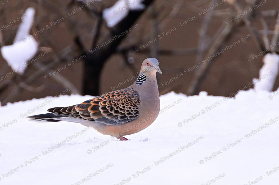 Oriental Turtle Dove with scaly orange-and-black wings standing on snow.