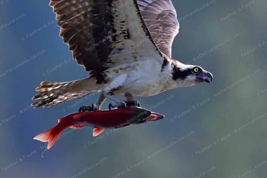 Osprey in flight carrying a red salmon in its talons, white head and dark eye mask.