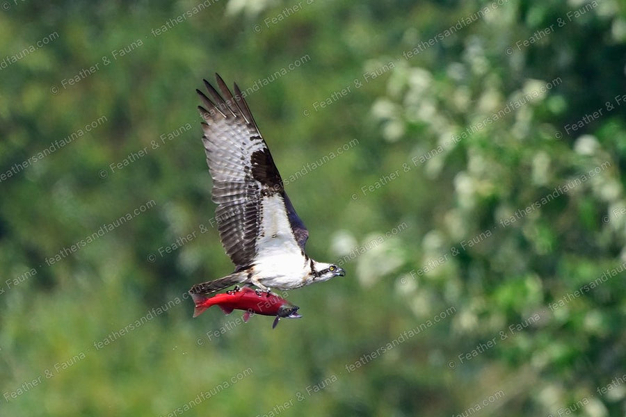 Osprey in flight carrying a red salmon in its talons against green foliage.