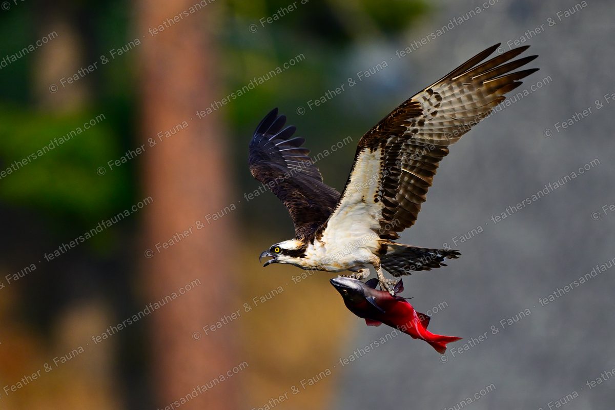Osprey in flight with wings raised, carrying a red salmon in its talons.